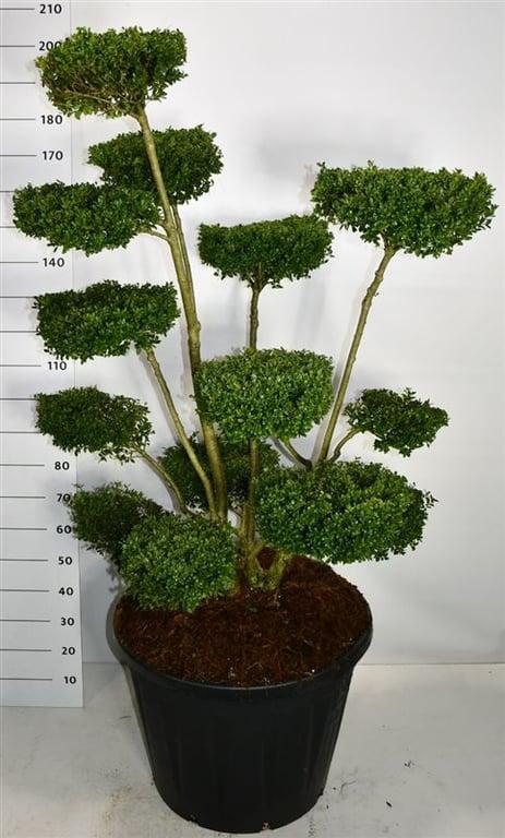 Горшечные цветы и растения оптом Ilex Crenata Ellipta Convex от 1шт из Голландии с доставкой по России