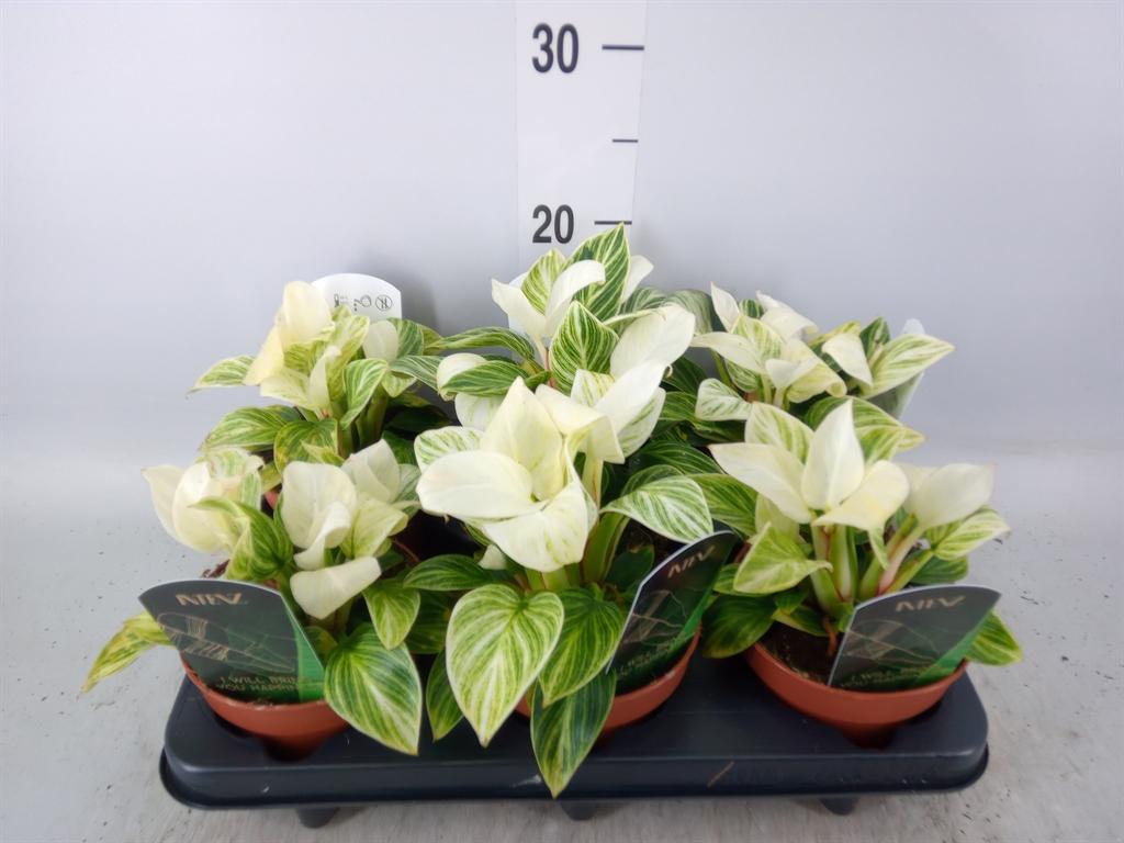 Горшечные цветы и растения оптом Philodendron Black Cardinal от 6шт'' из Голландии с доставкой по России