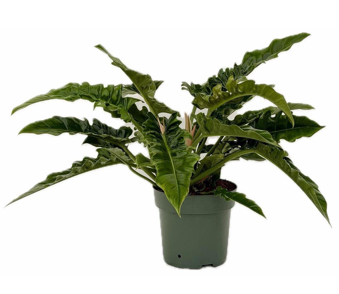 Горшечные цветы и растения оптом Philodendron Narrow Escape от 1шт из Голландии с доставкой по России