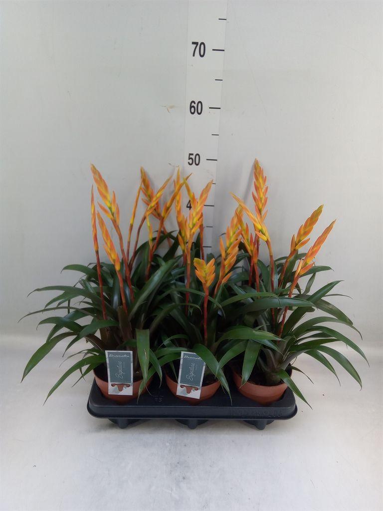 Горшечные цветы и растения оптом Vriesea   ... от 6шт из Голландии с доставкой по России