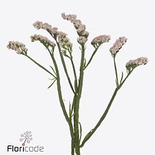 Срезанные цветы оптом Statice apricot sun birds от 25шт из Голландии с доставкой по России