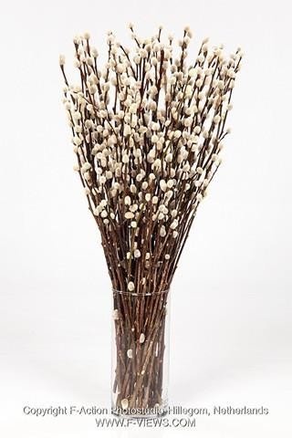 Срезанные цветы оптом Salix pussy willow от 200шт из Голландии с доставкой по России