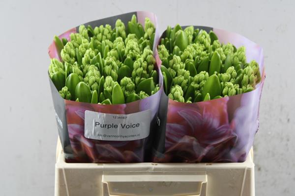 Срезанные цветы оптом Hyacinthus purple voice от 50шт из Голландии с доставкой по России