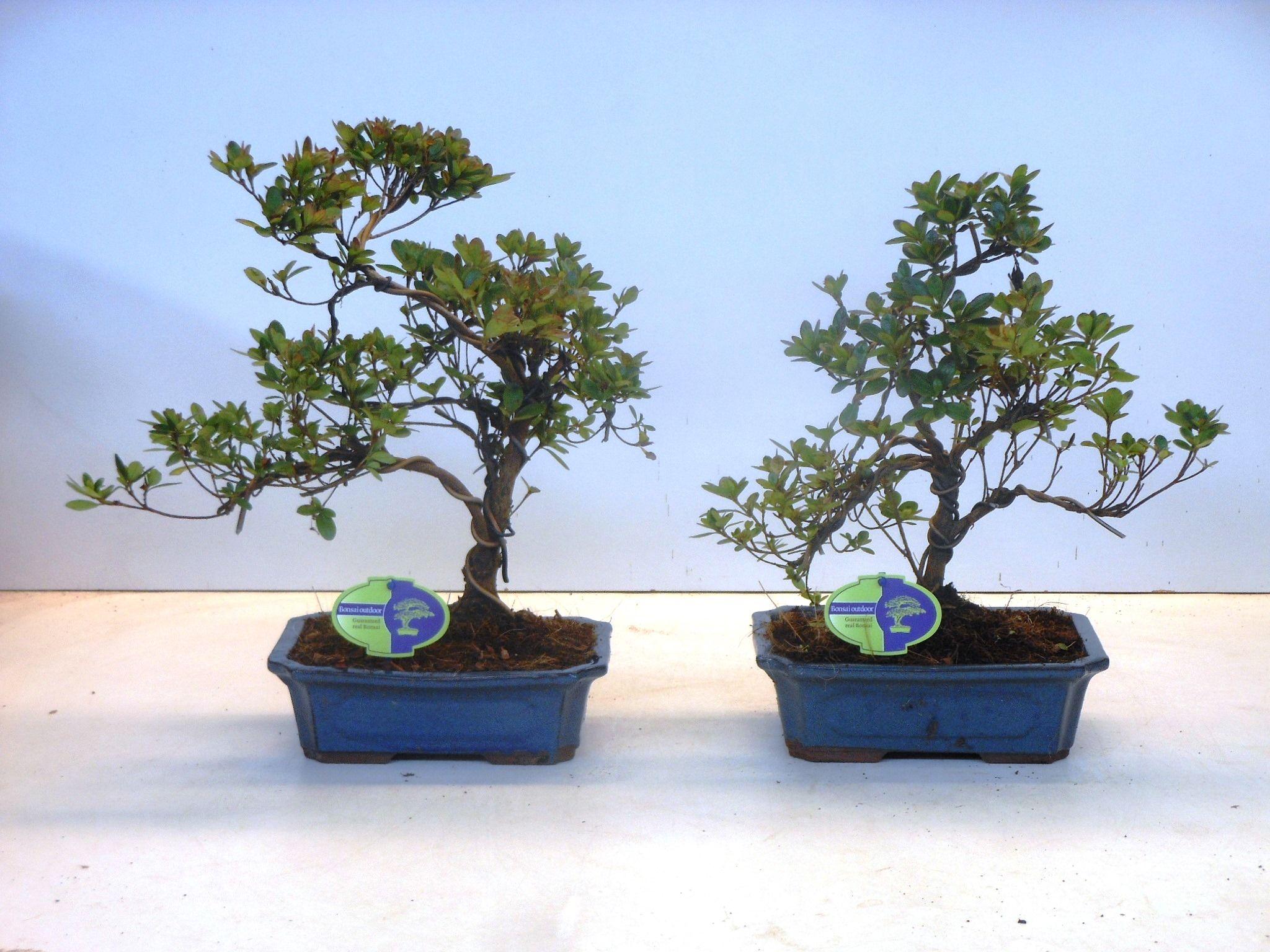 Горшечные цветы и растения оптом Rhododendron Indicum, 24 Cm Shape Without Driptray от 2шт из Голландии с доставкой по России