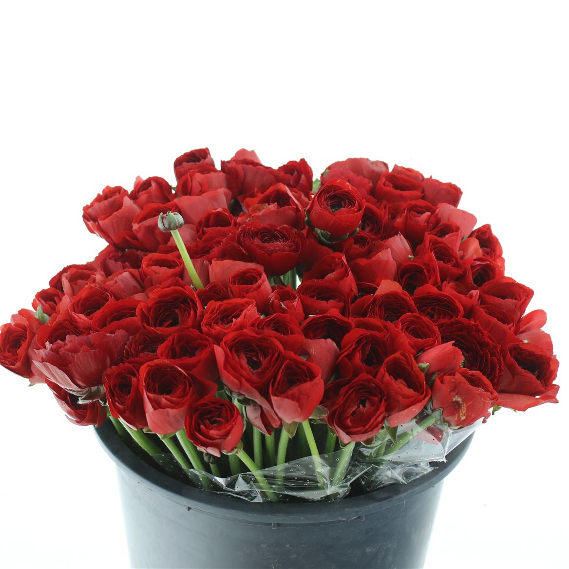 Срезанные цветы оптом Ranunculus succes tango от 50шт из Голландии с доставкой по России