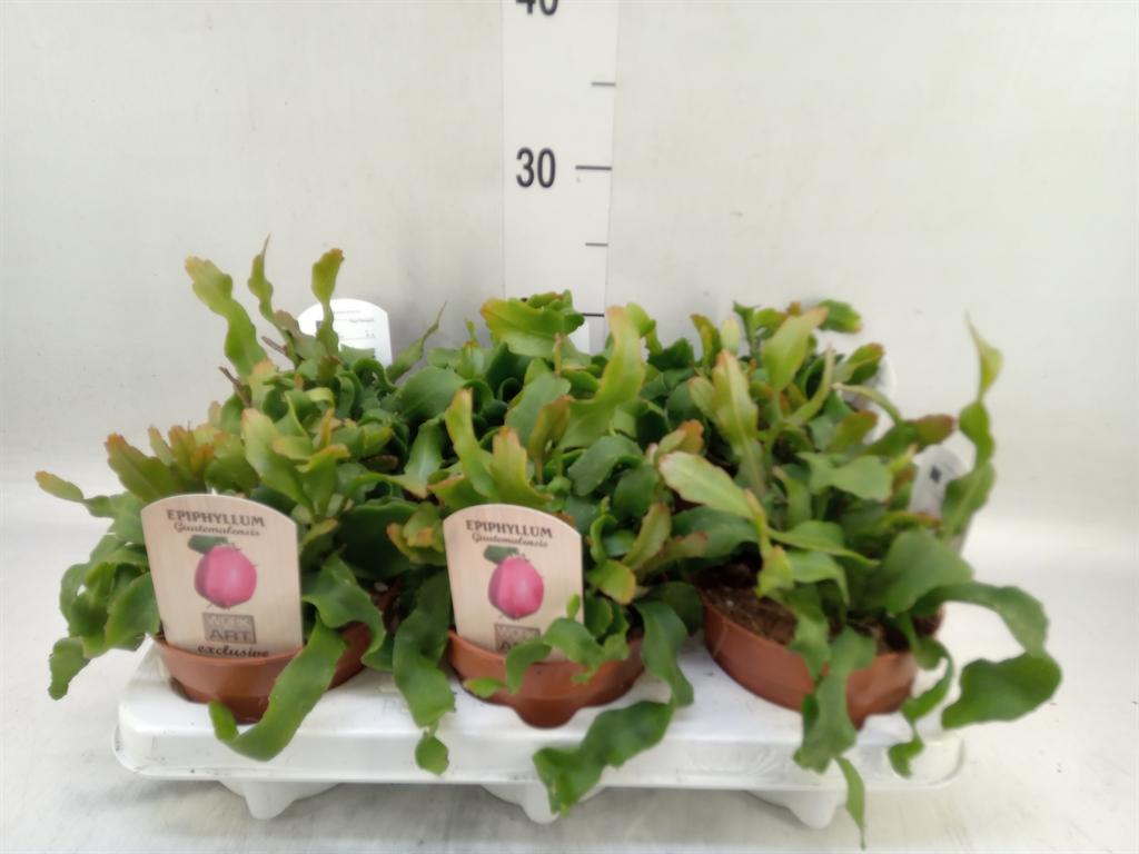 Горшечные цветы и растения оптом Epiphyllum Guatem. Var. Monstrosa от 6шт из Голландии с доставкой по России