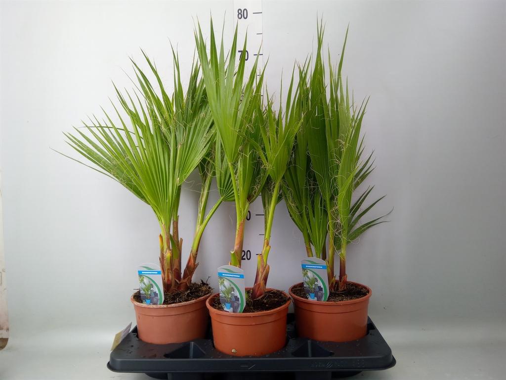 Горшечные цветы и растения оптом Washingtonia Filifera от 3шт из Голландии с доставкой по России