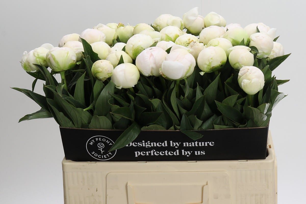 Срезанные цветы оптом Paeonia claude tain от 40шт из Голландии с доставкой по России