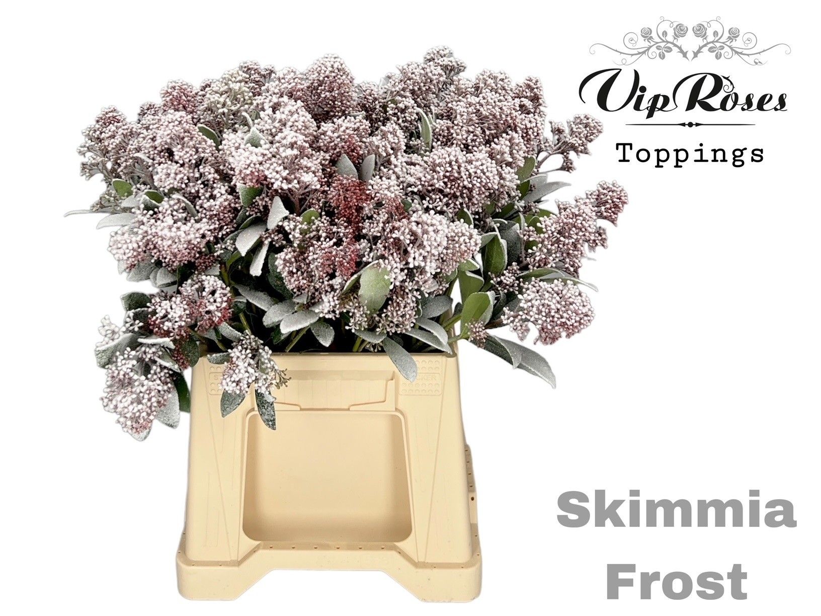 Срезанные цветы оптом Skimmia paint frosted white от 10шт из Голландии с доставкой по России