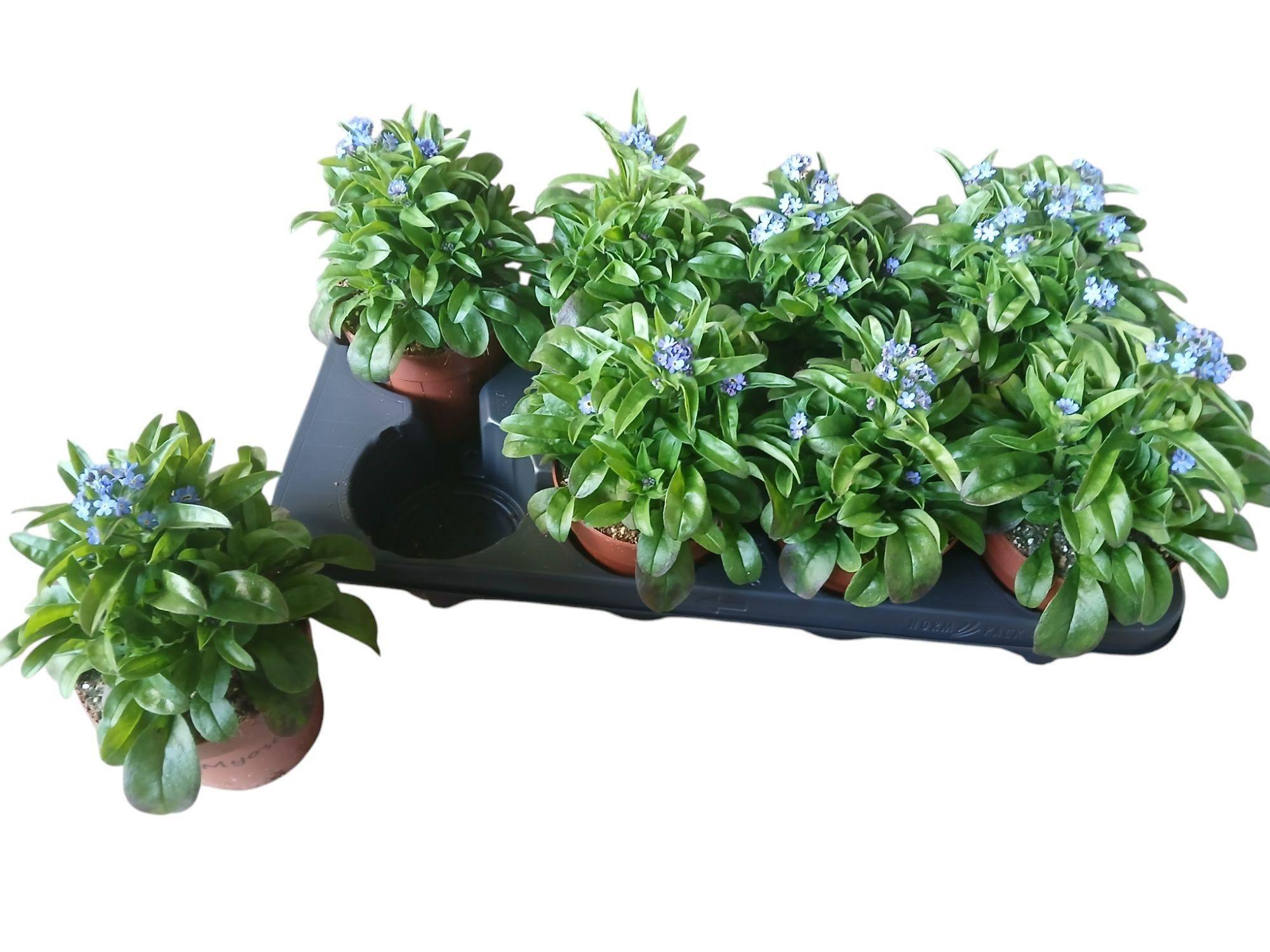 Горшечные цветы и растения оптом Myos Sy Laura D Blue от 10шт из Голландии с доставкой по России