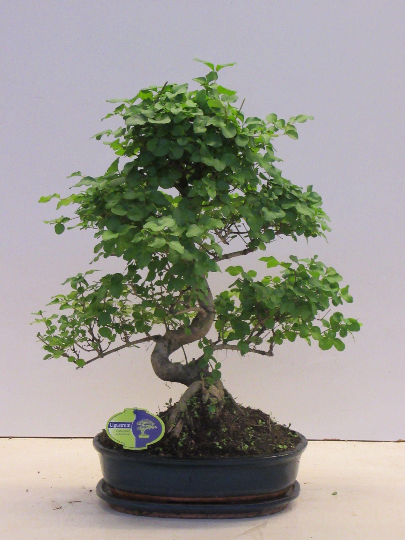 Горшечные цветы и растения оптом Bonsai Ligustrum Sinensis Shape With Drip Tray от 2шт из Голландии с доставкой по России
