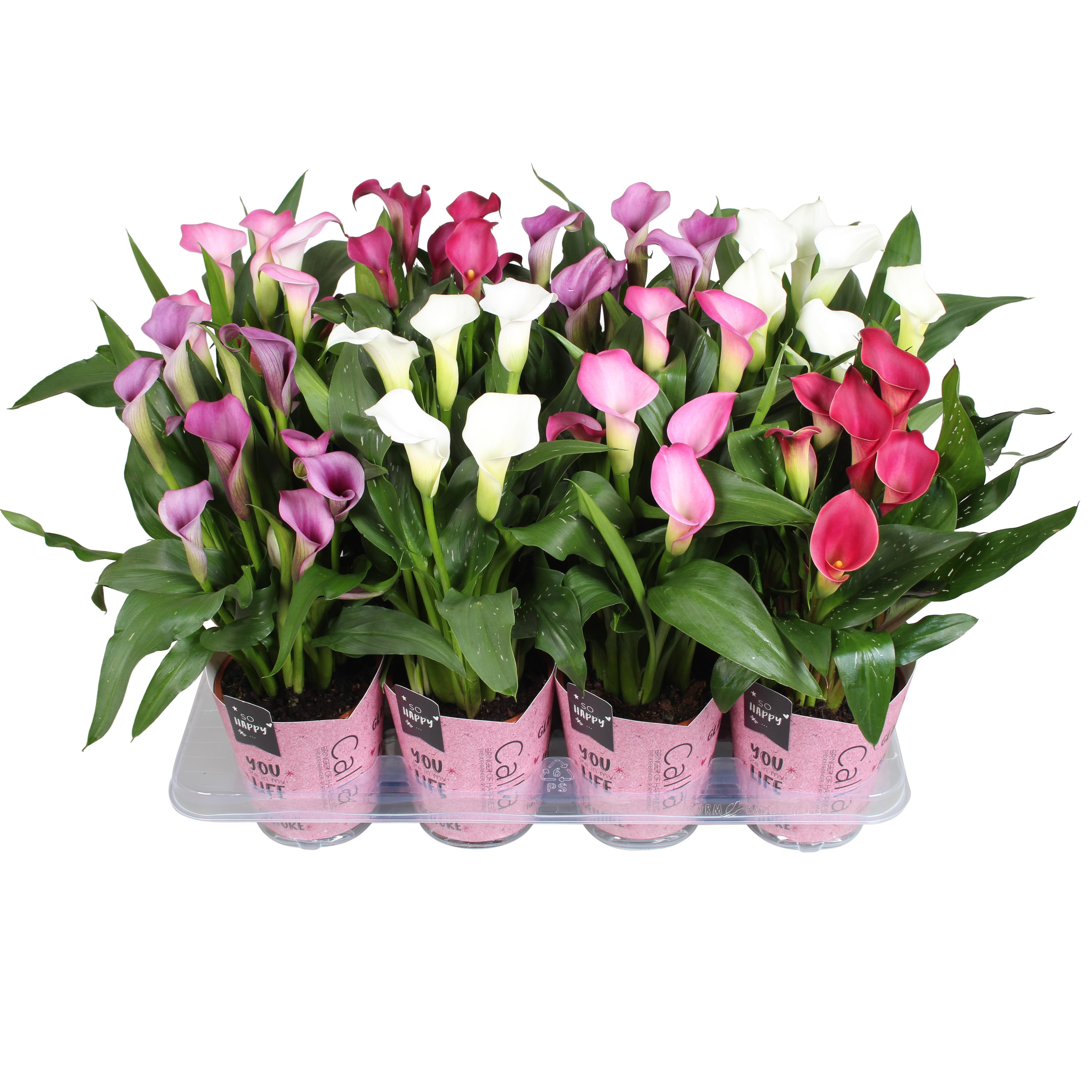 Горшечные цветы и растения оптом Zantedeschia Mix Pink Potcover от 8шт из Голландии с доставкой по России
