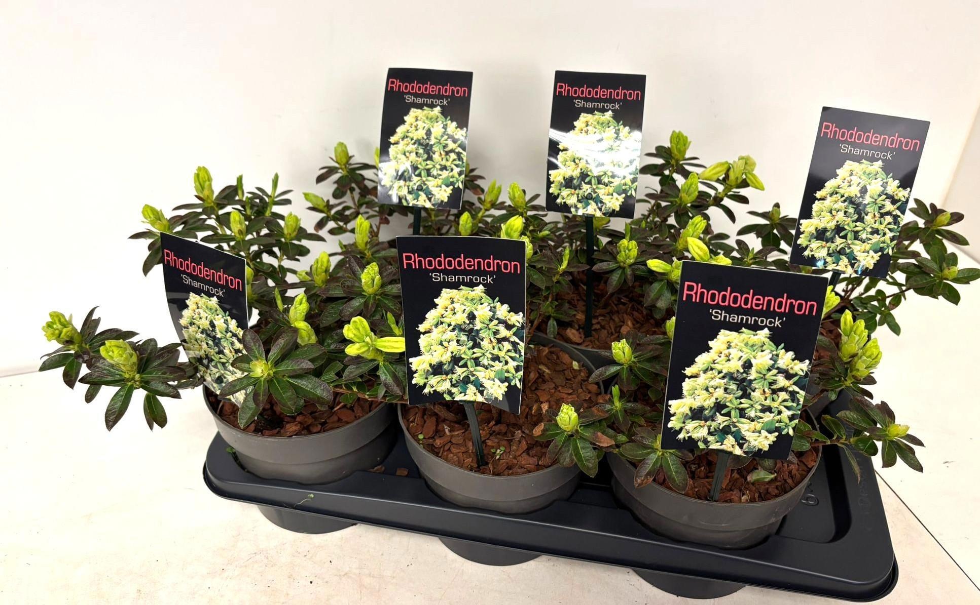 Горшечные цветы и растения оптом Rhod F Shamrock от 6шт из Голландии с доставкой по России