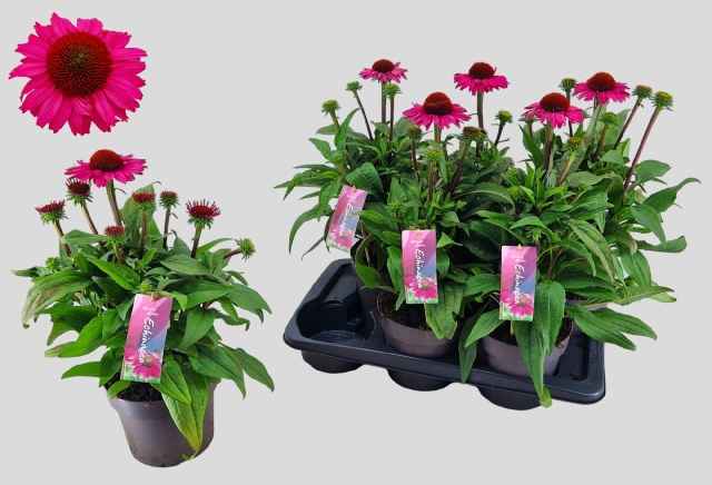 Горшечные цветы и растения оптом Echina Sunseek  Pink от 6шт из Голландии с доставкой по России