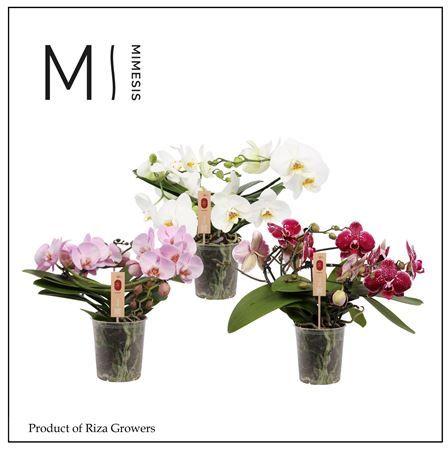 Горшечные цветы и растения оптом Phal Muse Gem. Table Orchid от 3шт из Голландии с доставкой по России