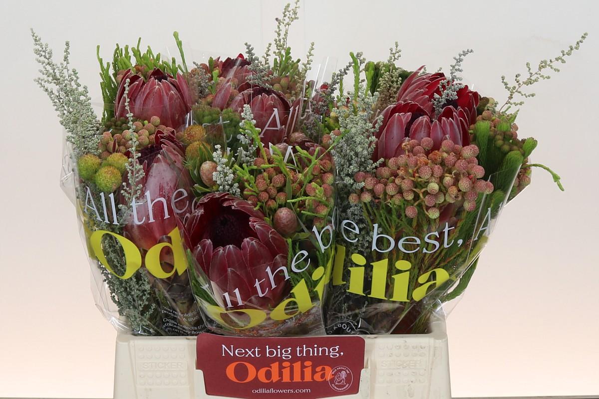 Срезанные цветы оптом Protea bq sharon от 10шт из Голландии с доставкой по России