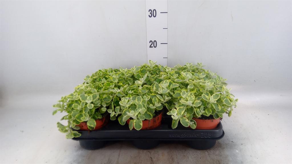 Горшечные цветы и растения оптом Helichrysum Splendidum от 8шт из Голландии с доставкой по России