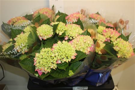 Горшечные цветы и растения оптом Hydrangea Macrophylla Hi Meadow Roz 7-8 от 6шт из Голландии с доставкой по России