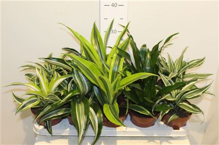 Горшечные цветы и растения оптом Drac Dragon Mix от 10шт из Голландии с доставкой по России