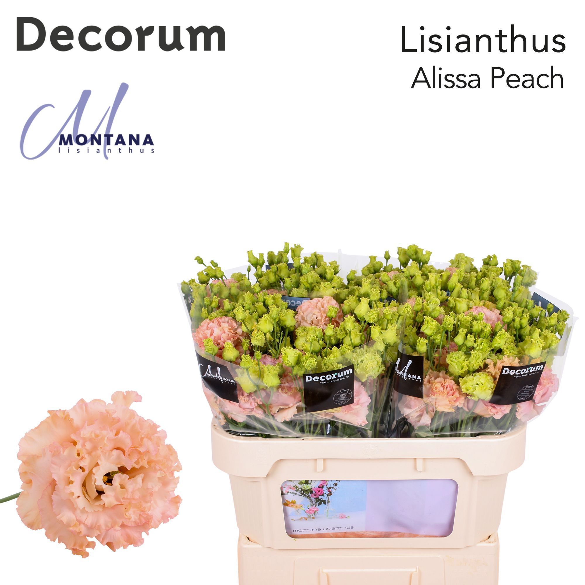 Срезанные цветы оптом Lisianthus do alissa peach от 50шт из Голландии с доставкой по России