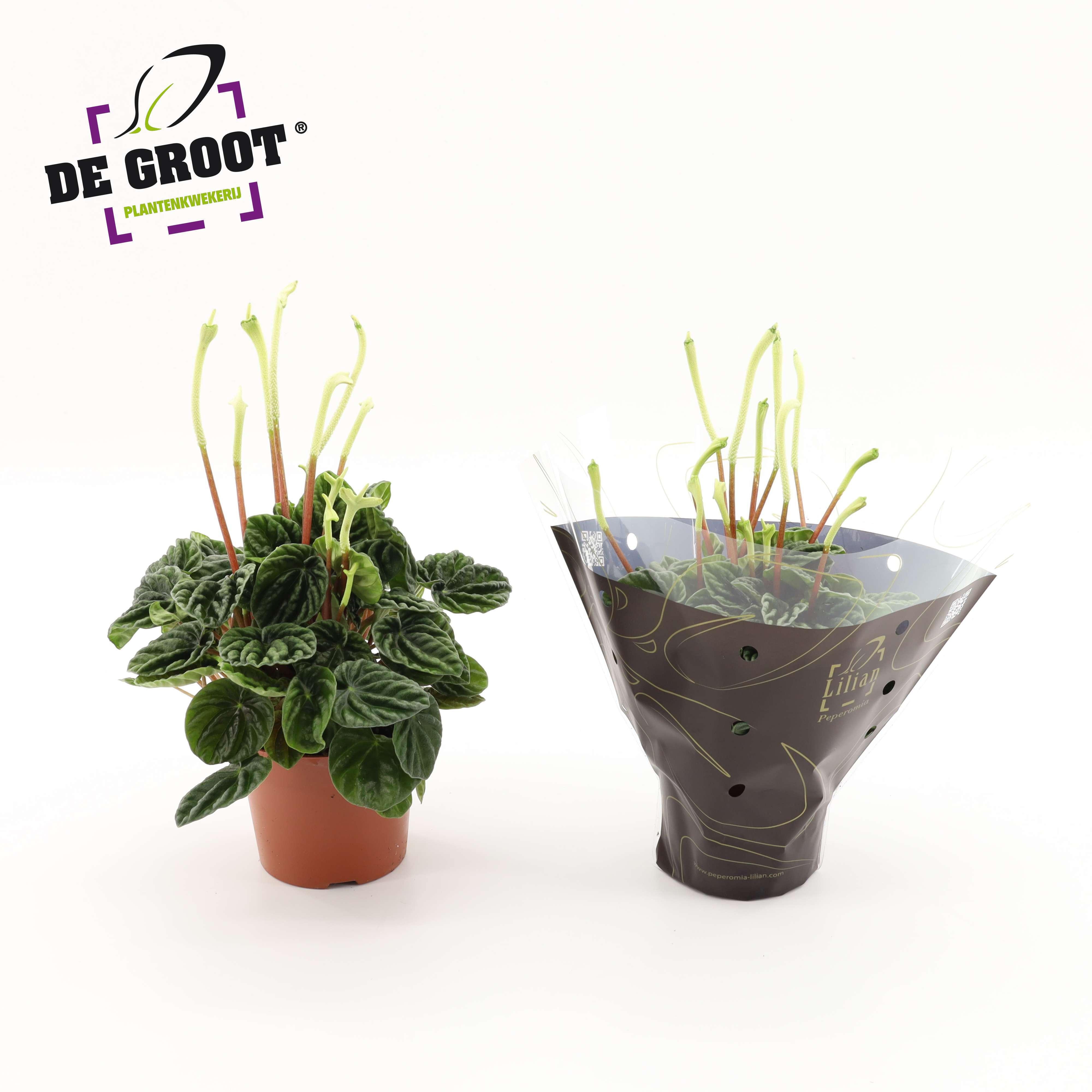 Горшечные цветы и растения оптом Peperomia Lilian + Flowers от 8шт из Голландии с доставкой по России