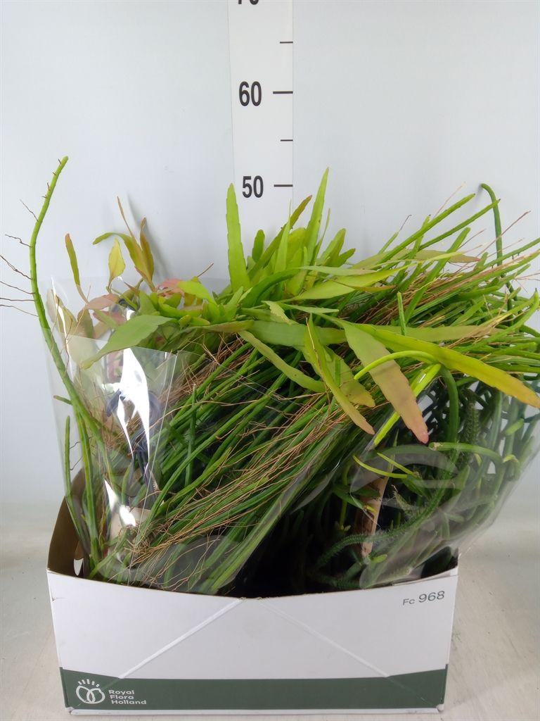 Горшечные цветы и растения оптом Rhipsalis   ...mix от 5шт из Голландии с доставкой по России