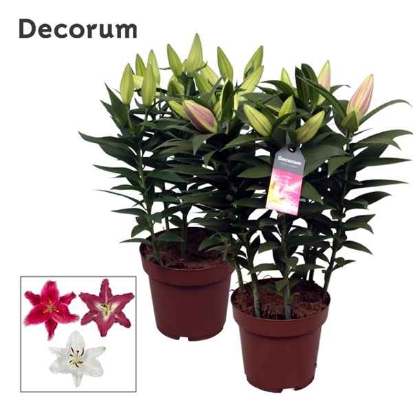 Горшечные цветы и растения оптом Lilium Or Special Mix 5pp (decorum) от 5шт из Голландии с доставкой по России
