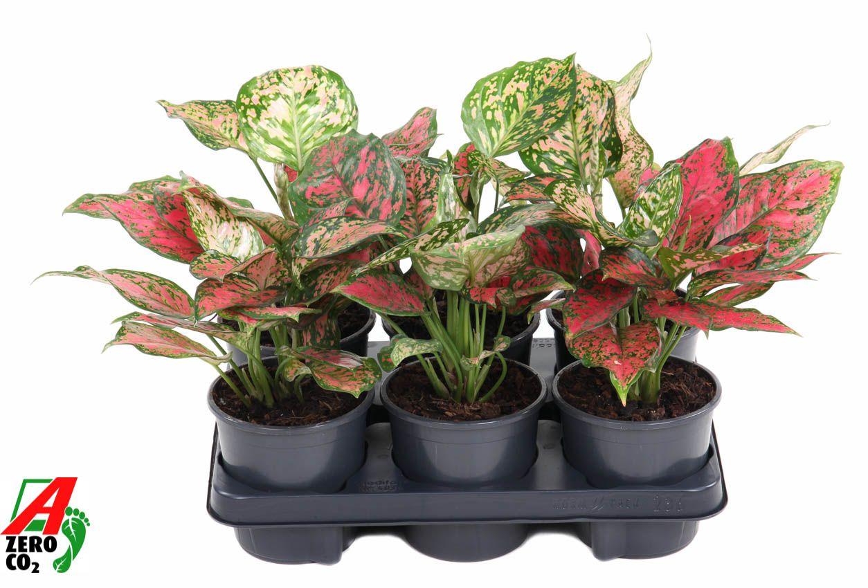 Горшечные цветы и растения оптом Aglaonema Red Valentine от 6шт из Голландии с доставкой по России