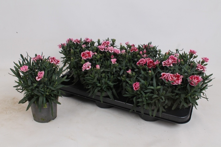 Горшечные цветы и растения оптом Dian Osc Pink Purple от 12шт из Голландии с доставкой по России