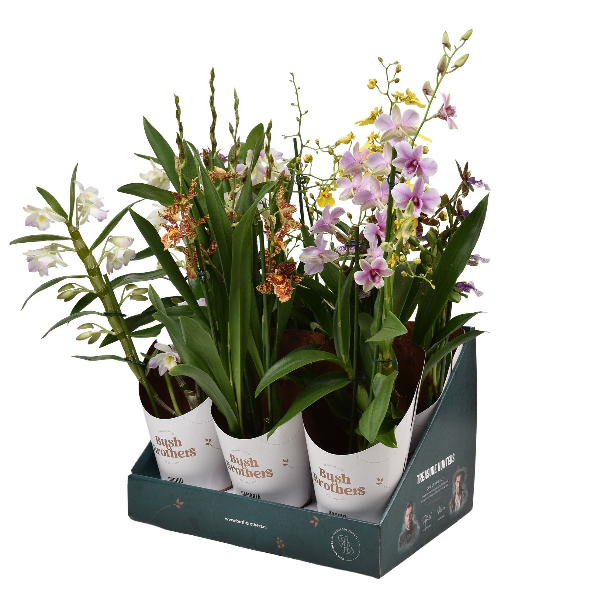 Горшечные цветы и растения оптом Orchid 3st Mix Showbox от 6шт из Голландии с доставкой по России