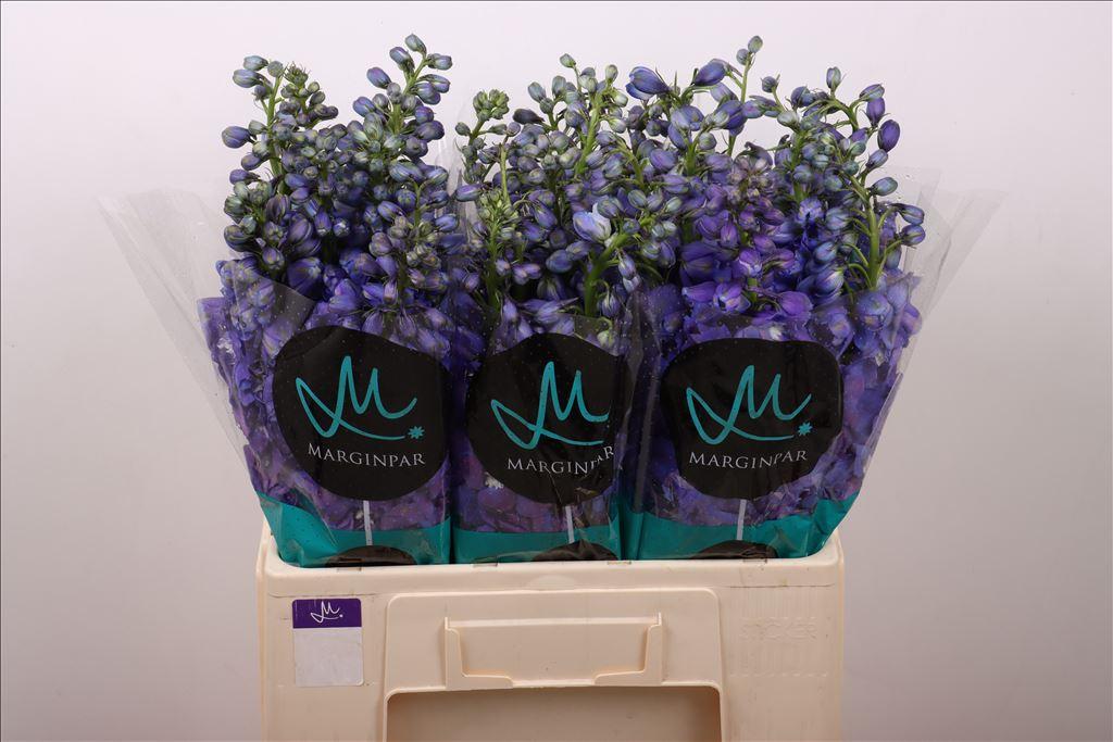 Срезанные цветы оптом Delphinium el guardian blue от 60шт из Голландии с доставкой по России