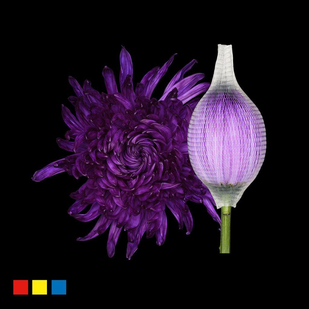 Срезанные цветы оптом Chrys bl paint stravina dark violet от 40шт из Голландии с доставкой по России