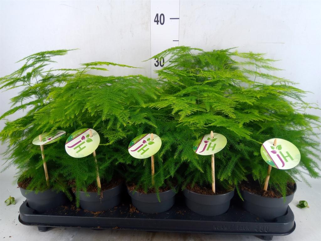Горшечные цветы и растения оптом Asparagus Setaceus от 10шт из Голландии с доставкой по России