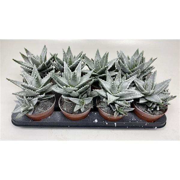 Горшечные цветы и растения оптом Aloe Frosty от 8шт из Голландии с доставкой по России