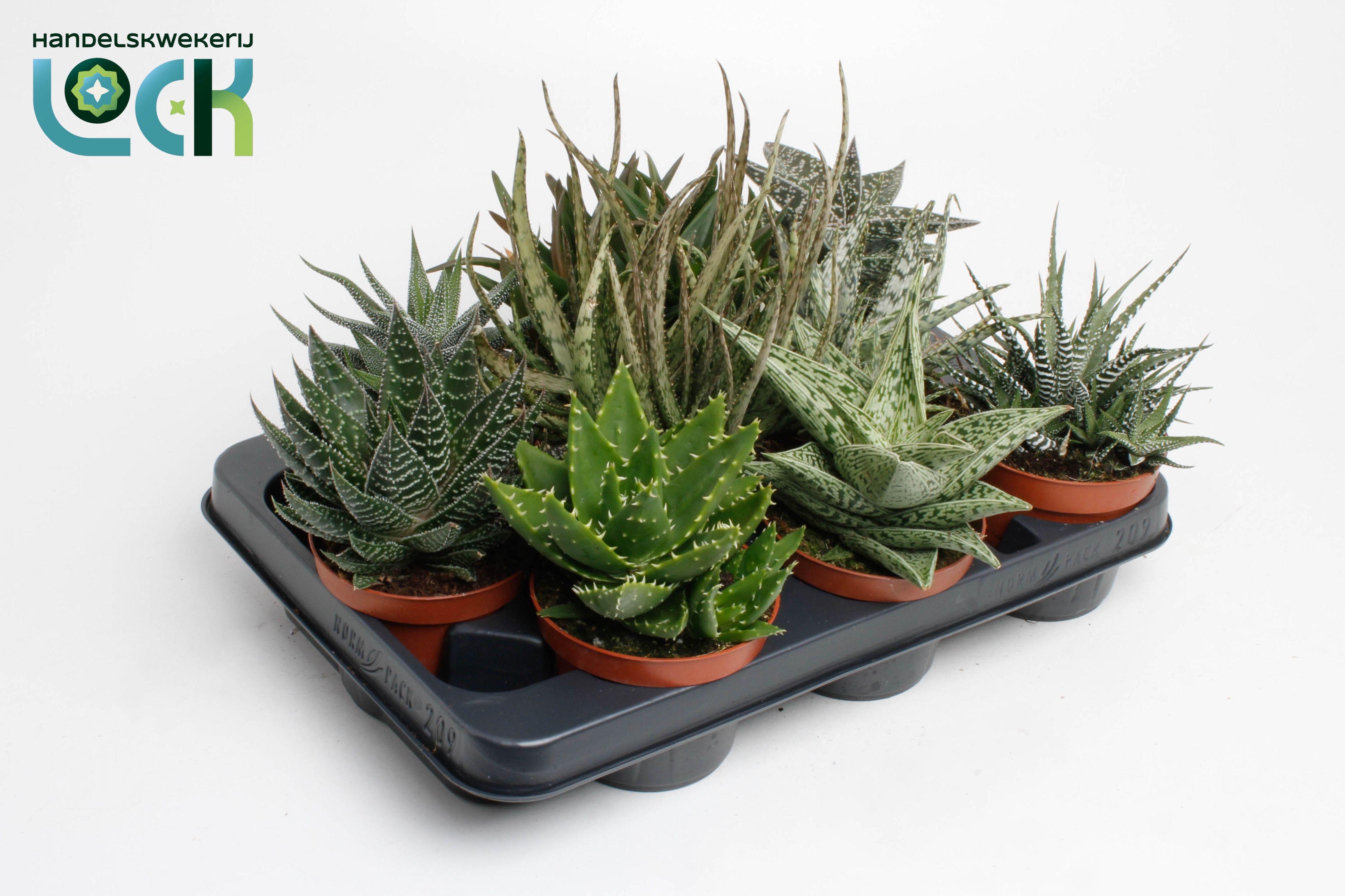 Горшечные цветы и растения оптом Aloe-haworthia Mix от 9шт из Голландии с доставкой по России
