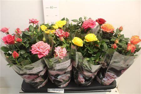 Горшечные цветы и растения оптом Ro Pathit Gem 5 Srt от 8шт из Голландии с доставкой по России