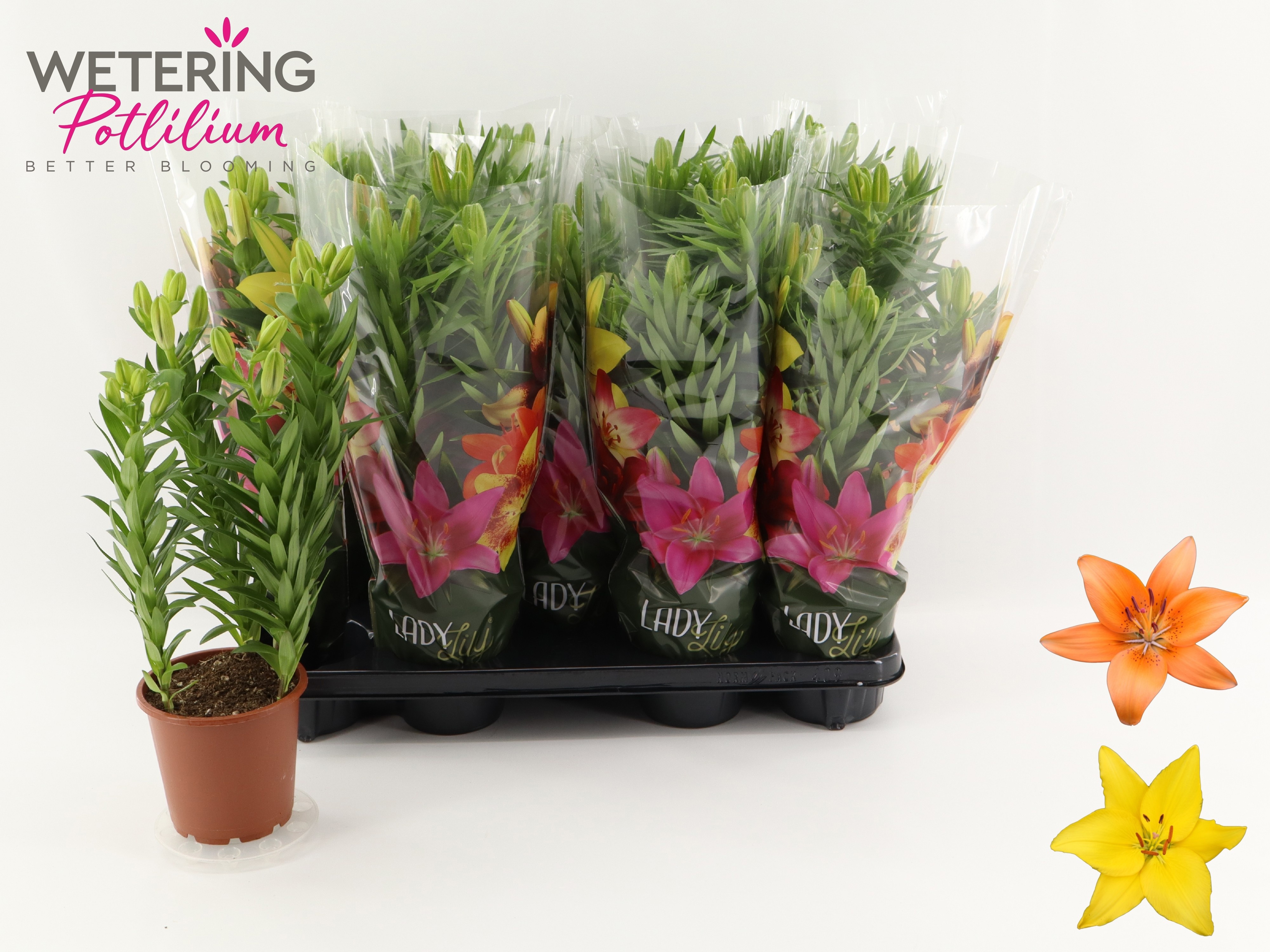 Горшечные цветы и растения оптом Lil As Gem от 9шт из Голландии с доставкой по России