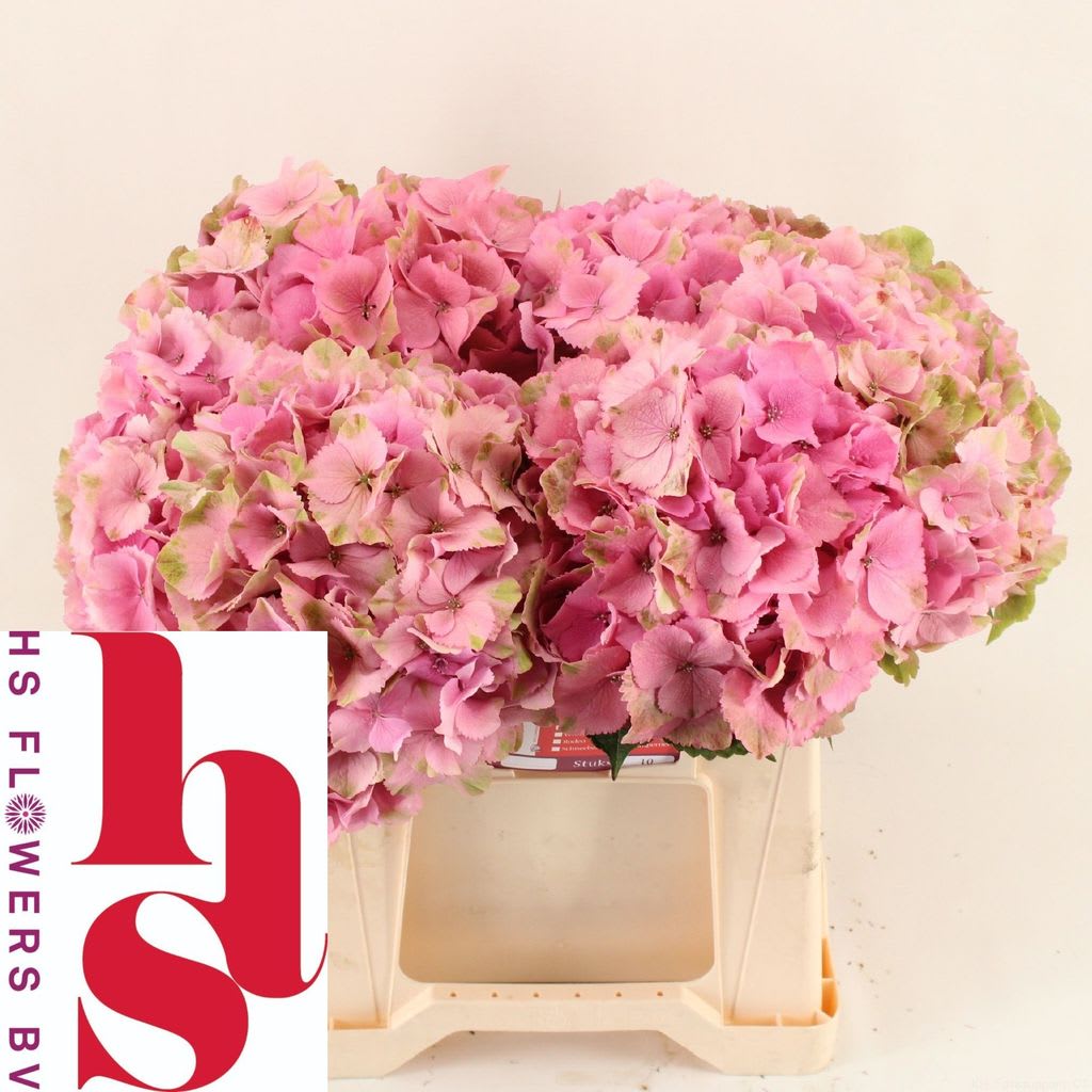 Срезанные цветы оптом Hydrangea royal palace classic от 10шт из Голландии с доставкой по России