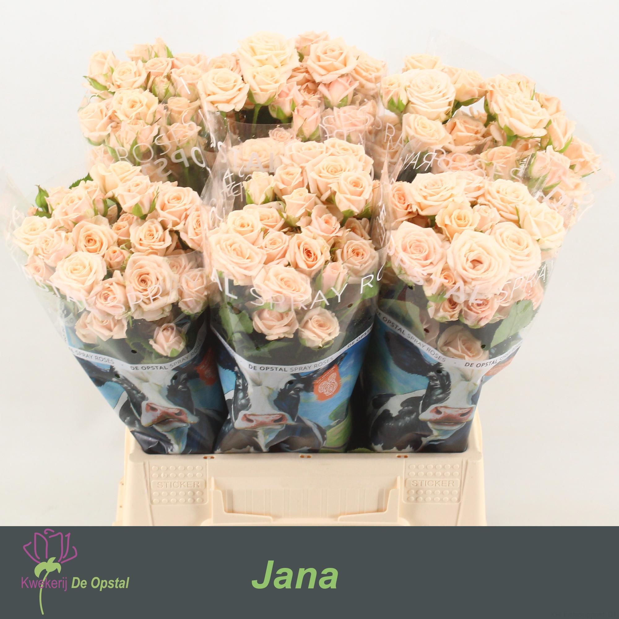 Срезанные цветы оптом Rosa spray jana от 60шт из Голландии с доставкой по России