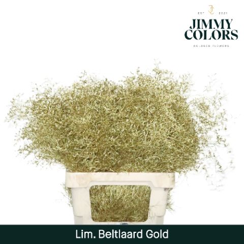 Срезанные цветы оптом Limonium beltlaard paint metallic gold от 50шт из Голландии с доставкой по России