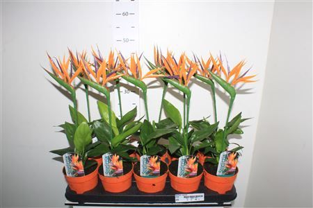 Горшечные цветы и растения оптом Strelitzia Reginae Artificial Flower от 10шт из Голландии с доставкой по России