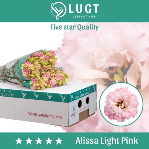 Срезанные цветы оптом Lisianthus do alissa light pink от 140шт из Голландии с доставкой по России