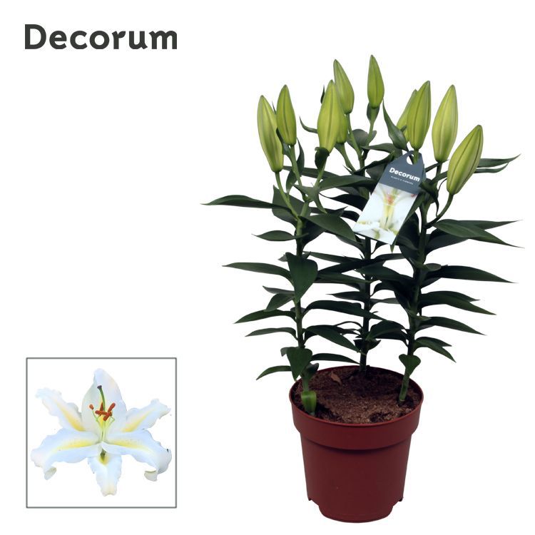 Горшечные цветы и растения оптом Lilium Or Starlight White 3pp от 6шт из Голландии с доставкой по России