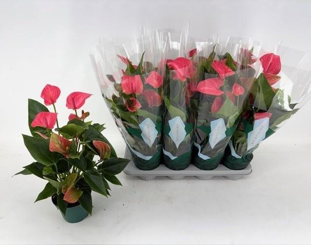 Горшечные цветы и растения оптом Anthu An Melito от 8шт из Голландии с доставкой по России