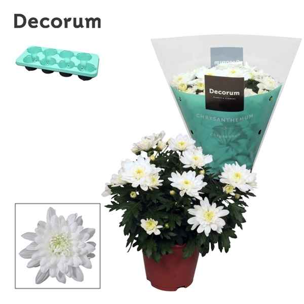 Горшечные цветы и растения оптом Chrys Grandezza White (decorum) от 8шт из Голландии с доставкой по России