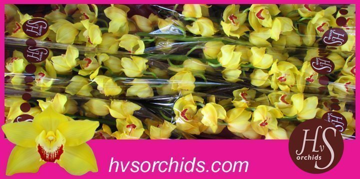 Срезанные цветы оптом Cymbidium yellow mimosa от 6шт из Голландии с доставкой по России