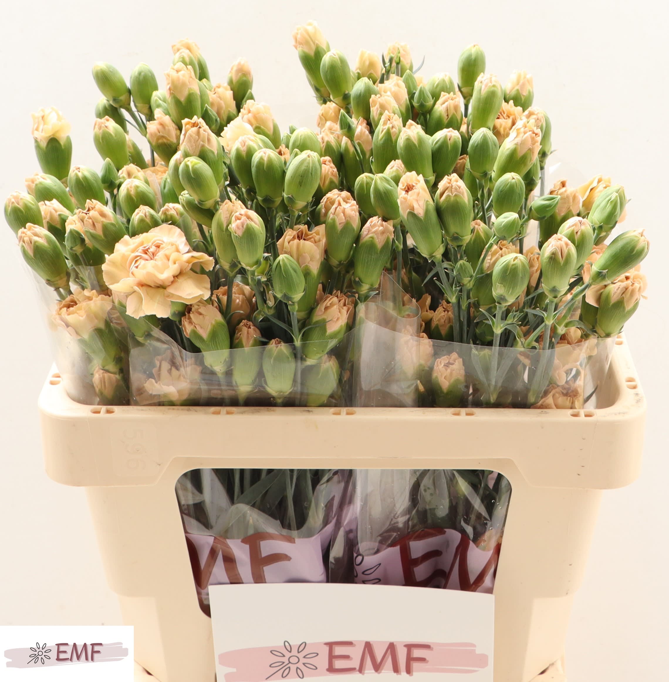 Срезанные цветы оптом Dianthus sp cinnamon от 60шт из Голландии с доставкой по России