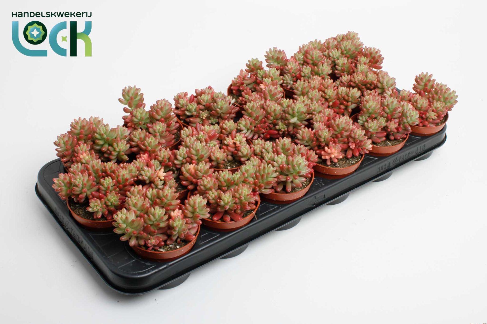 Горшечные цветы и растения оптом Sedum Rubrotinctum Aurora от 18шт (для телеги) из Голландии с доставкой по России