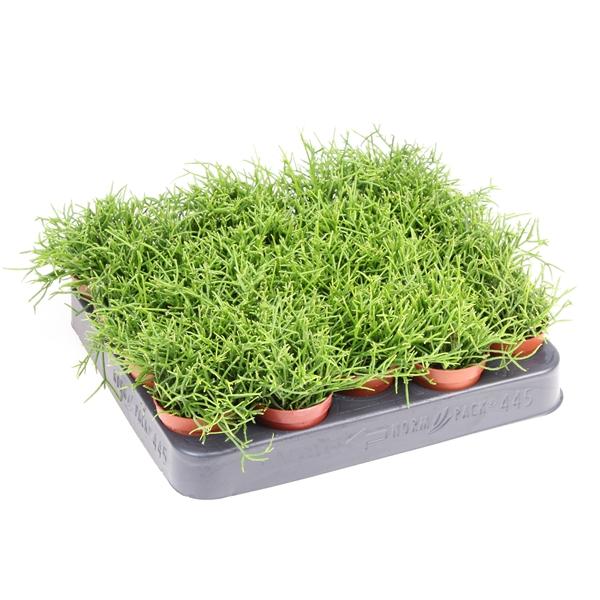 Горшечные цветы и растения оптом Rhipsalis Cassutha от 20шт (для телеги) из Голландии с доставкой по России