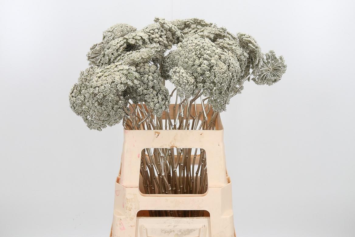 Срезанные цветы оптом Ammi sead paint platinum от 50шт из Голландии с доставкой по России